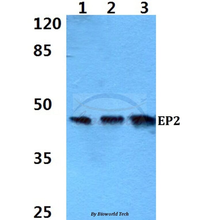 Anti-EP2 (Q299) Antibody from Bioworld Technology (BS2598) - Antibodies.com