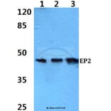 Anti-EP2 (Q299) Antibody from Bioworld Technology (BS2598) - Antibodies.com
