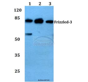 Anti-Frizzled-3 (L180) Antibody from Bioworld Technology (BS2602) - Antibodies.com
