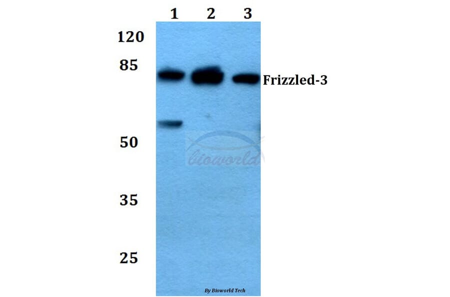 Anti-Frizzled-3 (L180) Antibody from Bioworld Technology (BS2602) - Antibodies.com