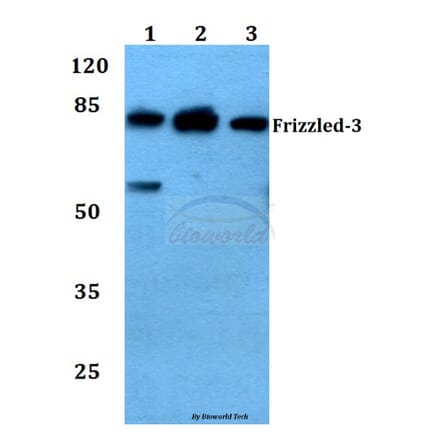 Anti-Frizzled-3 (L180) Antibody from Bioworld Technology (BS2602) - Antibodies.com