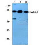 Anti-Frizzled-3 (L180) Antibody from Bioworld Technology (BS2602) - Antibodies.com