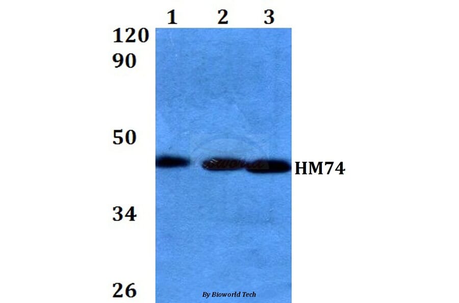 Anti-HM74 (T327) Antibody from Bioworld Technology (BS2605) - Antibodies.com