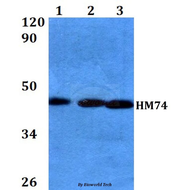 Anti-HM74 (T327) Antibody from Bioworld Technology (BS2605) - Antibodies.com