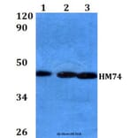 Anti-HM74 (T327) Antibody from Bioworld Technology (BS2605) - Antibodies.com