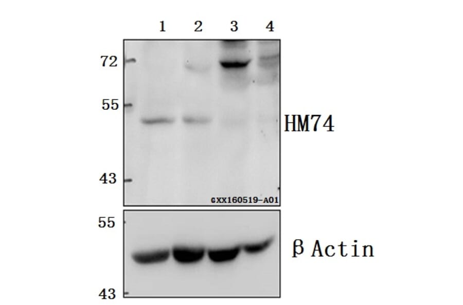 Anti-HM74 (T327) Antibody from Bioworld Technology (BS2605) - Antibodies.com
