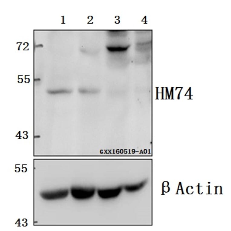 Anti-HM74 (T327) Antibody from Bioworld Technology (BS2605) - Antibodies.com