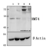 Anti-HM74 (T327) Antibody from Bioworld Technology (BS2605) - Antibodies.com
