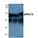 Anti-GPR173 (Y289) Antibody from Bioworld Technology (BS2610) - Antibodies.com