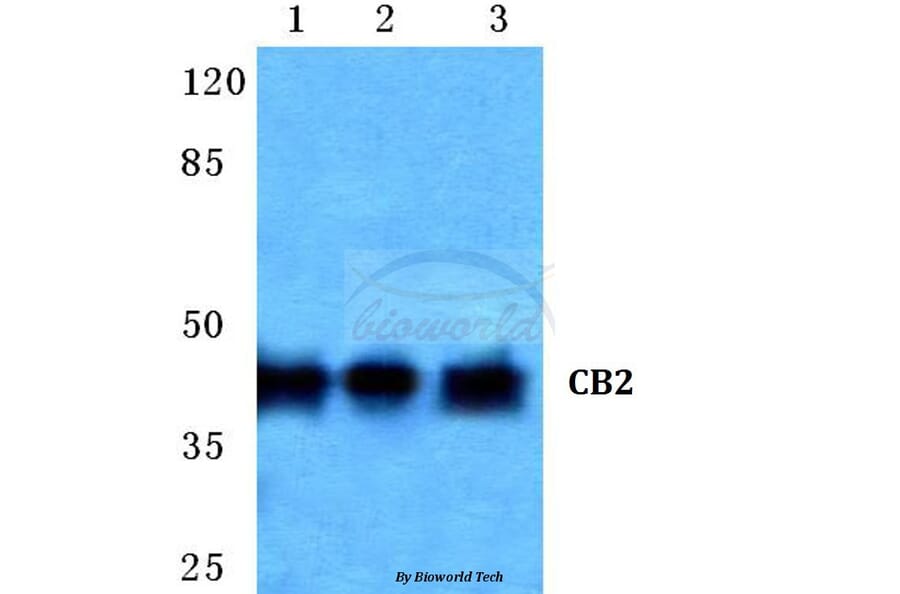 Anti-CB2 (R334) Antibody from Bioworld Technology (BS2615) - Antibodies.com