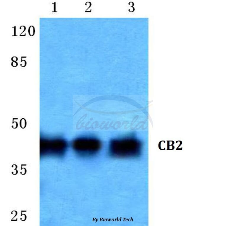 Anti-CB2 (R334) Antibody from Bioworld Technology (BS2615) - Antibodies.com