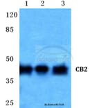 Anti-CB2 (R334) Antibody from Bioworld Technology (BS2615) - Antibodies.com