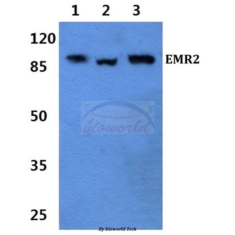 Anti-EMR2 (L160) Antibody from Bioworld Technology (BS2617) - Antibodies.com
