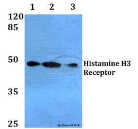 Anti-Histamine H3 Receptor Antibody from Bioworld Technology (BS2627) - Antibodies.com