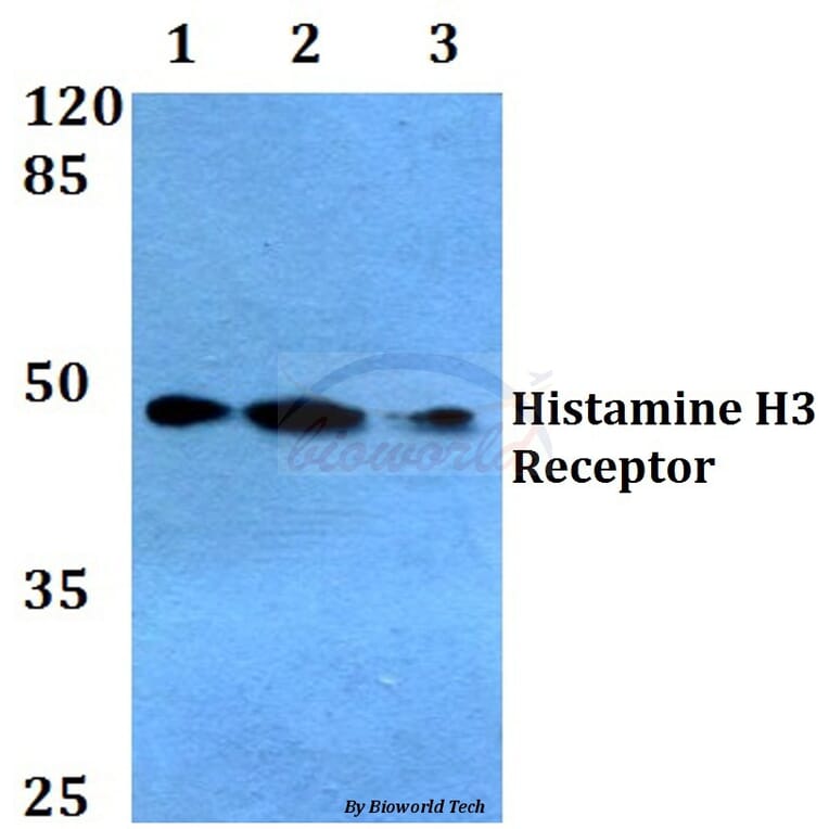 Anti-Histamine H3 Receptor Antibody from Bioworld Technology (BS2627) - Antibodies.com