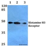 Anti-Histamine H3 Receptor Antibody from Bioworld Technology (BS2627) - Antibodies.com