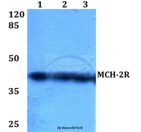 Anti-MCH-2R (M332) Antibody from Bioworld Technology (BS2629) - Antibodies.com