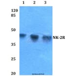 Anti-NK-2R (P340) Antibody from Bioworld Technology (BS2633) - Antibodies.com