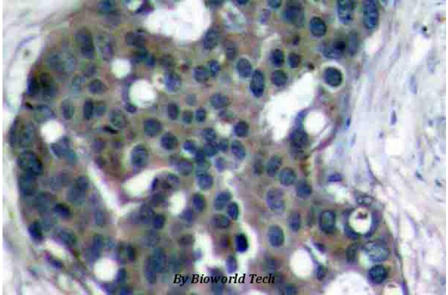 Anti-Dok-2 (R293) Antibody from Bioworld Technology (BS2637) - Antibodies.com