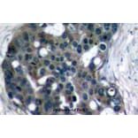 Anti-Dok-2 (R293) Antibody from Bioworld Technology (BS2637) - Antibodies.com