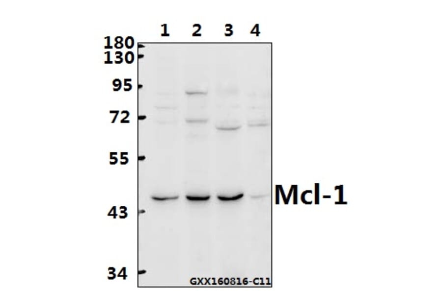 Anti-Mcl-1 (S155) Antibody from Bioworld Technology (BS2642) - Antibodies.com