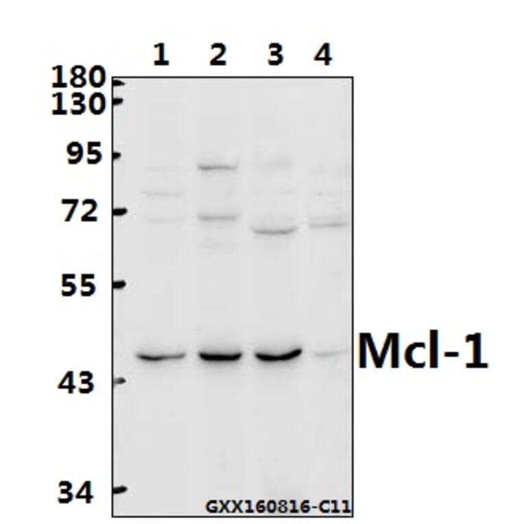 Anti-Mcl-1 (S155) Antibody from Bioworld Technology (BS2642) - Antibodies.com