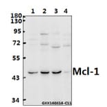 Anti-Mcl-1 (S155) Antibody from Bioworld Technology (BS2642) - Antibodies.com