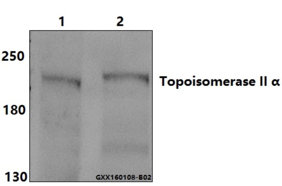Anti-Topo IIα (E1102) Antibody from Bioworld Technology (BS2643) - Antibodies.com
