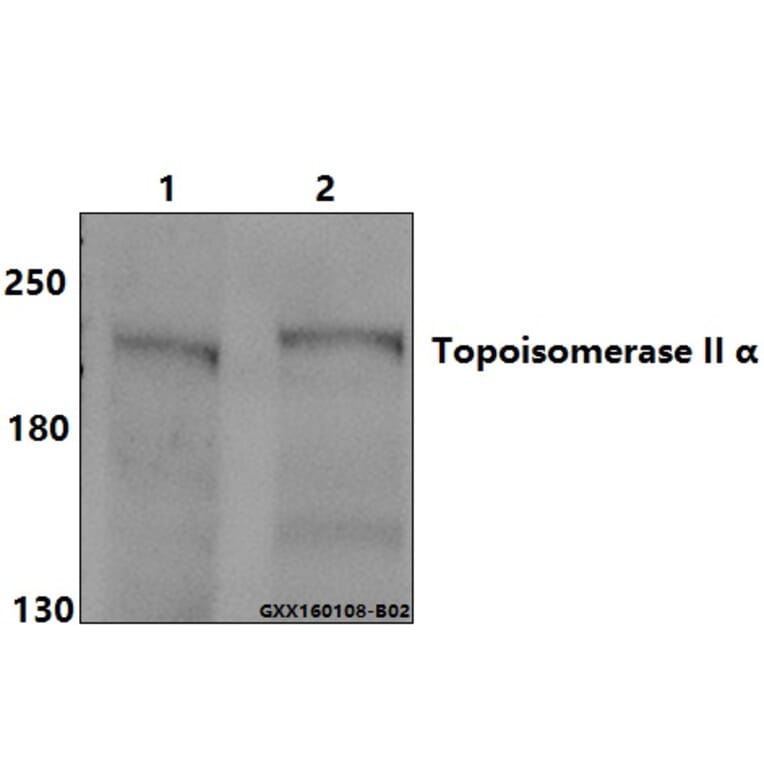Anti-Topo IIα (E1102) Antibody from Bioworld Technology (BS2643) - Antibodies.com