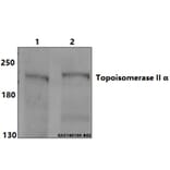Anti-Topo IIα (E1102) Antibody from Bioworld Technology (BS2643) - Antibodies.com
