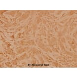 Anti-Topo IIα (E1102) Antibody from Bioworld Technology (BS2643) - Antibodies.com