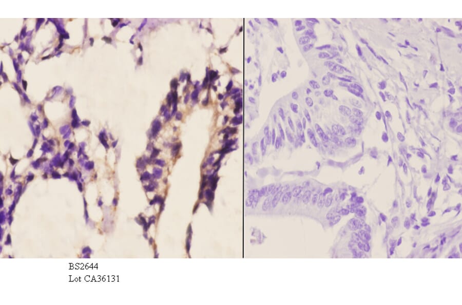 Anti-TACC1 (E41) Antibody from Bioworld Technology (BS2644) - Antibodies.com