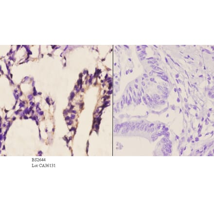 Anti-TACC1 (E41) Antibody from Bioworld Technology (BS2644) - Antibodies.com