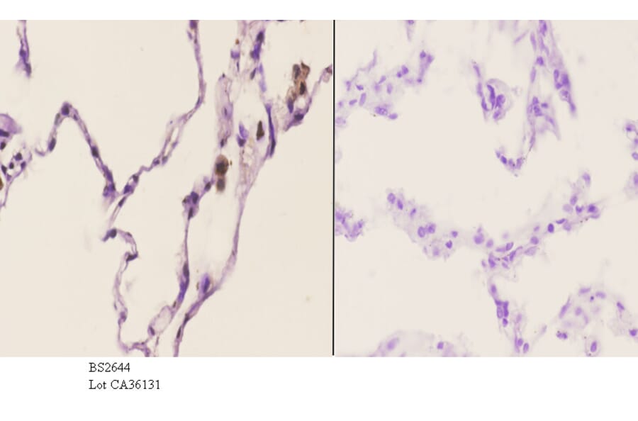Anti-TACC1 (E41) Antibody from Bioworld Technology (BS2644) - Antibodies.com