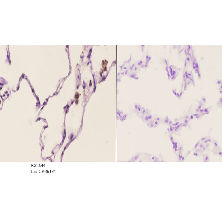 Anti-TACC1 (E41) Antibody from Bioworld Technology (BS2644) - Antibodies.com