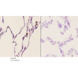 Anti-TACC1 (E41) Antibody from Bioworld Technology (BS2644) - Antibodies.com