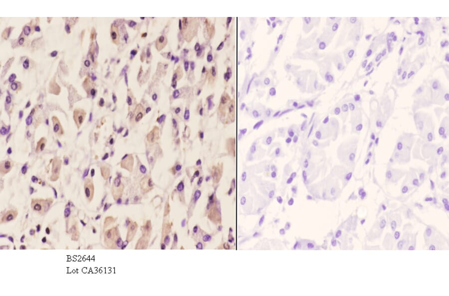 Anti-TACC1 (E41) Antibody from Bioworld Technology (BS2644) - Antibodies.com