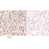 Anti-TACC1 (E41) Antibody from Bioworld Technology (BS2644) - Antibodies.com