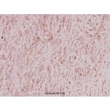 Anti-ZNF23 (Q185) Antibody from Bioworld Technology (BS2647) - Antibodies.com