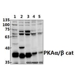 Anti-PKAα/β cat (K17) Antibody from Bioworld Technology (BS2648) - Antibodies.com