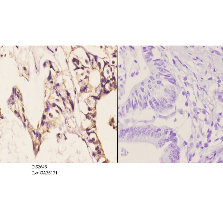 Anti-PKAα/β cat (K17) Antibody from Bioworld Technology (BS2648) - Antibodies.com