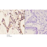 Anti-PKAα/β cat (K17) Antibody from Bioworld Technology (BS2648) - Antibodies.com