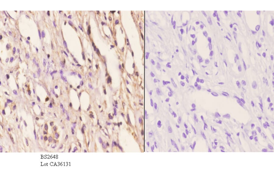 Anti-PKAα/β cat (K17) Antibody from Bioworld Technology (BS2648) - Antibodies.com