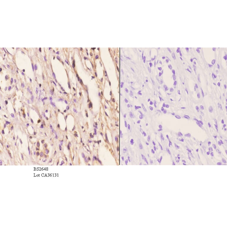 Anti-PKAα/β cat (K17) Antibody from Bioworld Technology (BS2648) - Antibodies.com