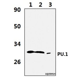 Anti-PU.1 (R212) Antibody from Bioworld Technology (BS2649) - Antibodies.com