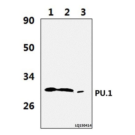 Anti-PU.1 (R212) Antibody from Bioworld Technology (BS2649) - Antibodies.com