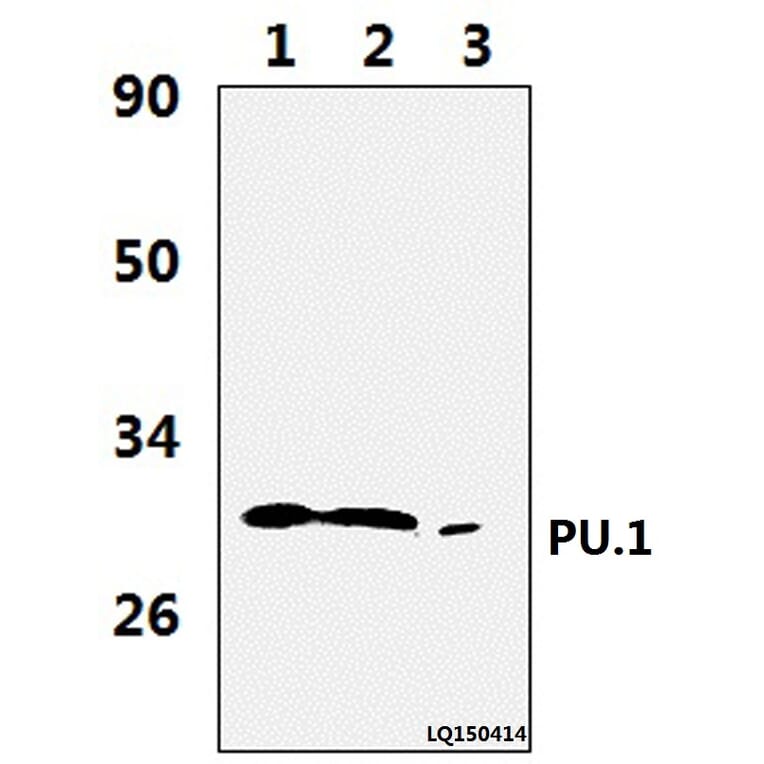 Anti-PU.1 (R212) Antibody from Bioworld Technology (BS2649) - Antibodies.com