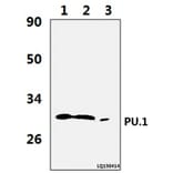 Anti-PU.1 (R212) Antibody from Bioworld Technology (BS2649) - Antibodies.com
