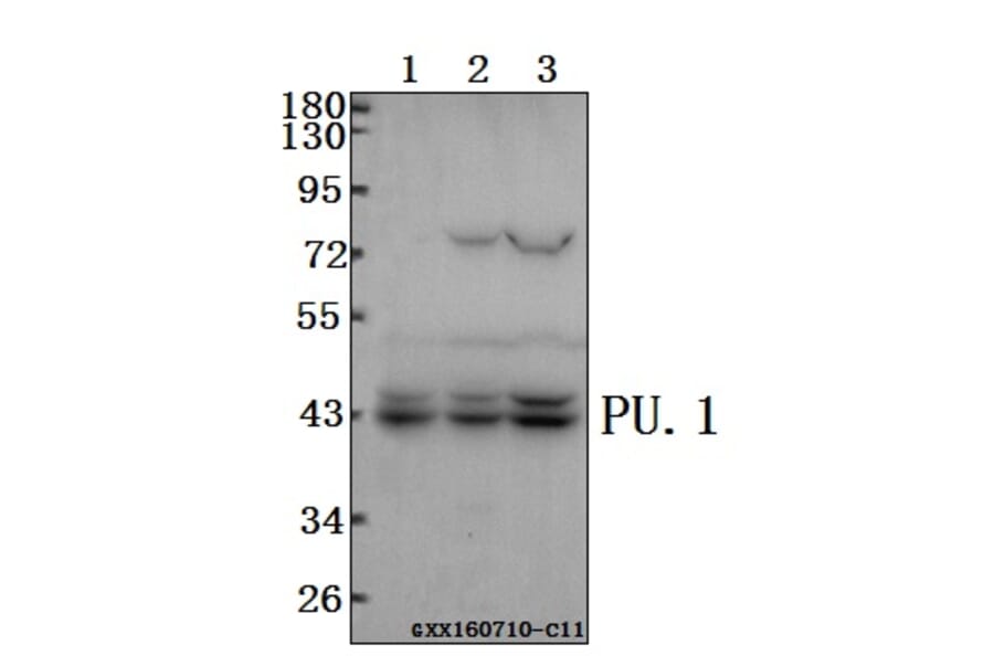 Anti-PU.1 (R212) Antibody from Bioworld Technology (BS2649) - Antibodies.com