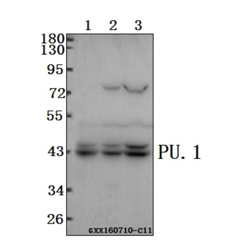 Anti-PU.1 (R212) Antibody from Bioworld Technology (BS2649) - Antibodies.com